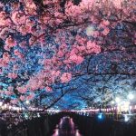 Musim Bunga Sakura di Tokyo | Keindahan yang Dinantikan