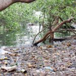 Menekan Laju Ancaman Penyebaran Polusi Plastik di Pesisir Pantai Indonesia